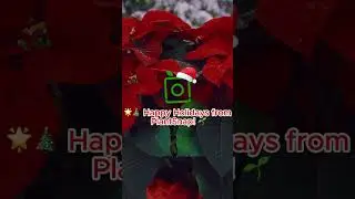 What&rsquo;s your favorite Christmas plant? #plantlovers #plantcare #plantsnap