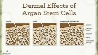 Real Science Behind Anti-aging: Facts vs Hype