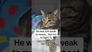 He was too weak to meow&hellip; but not to fight.&rdquo; 🐾