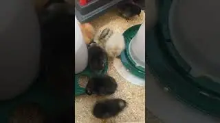 New flock! Mail order chicks, first night in brooder