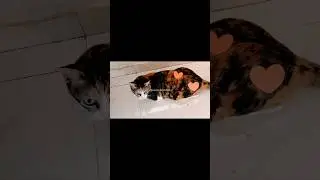 Meri Simi 😍🥰&hearts;️&hearts;️&hearts;️ | #cat #ytshorts #cutepets #cute #catlovers #love #viralcats #viralvideo