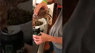 Crab me a beer