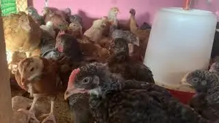 FFG - Kuroiler 30th day old chick