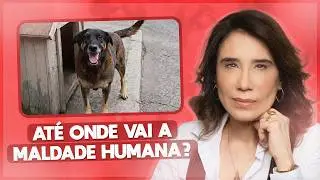 Justiça por Orelha: A História Chocante de Quatro Adolescentes e um Cão Inocente | ANA BEATRIZ