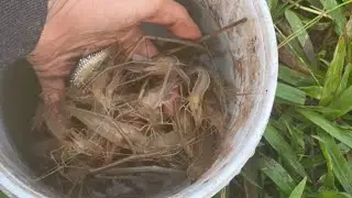 Câu tôm sông như thế này thì phê rồi