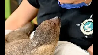 Snuggle with a sloth at Little Ray's Nature Center in Destiny USA