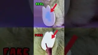 6 Ways To Spot Fake Labubu The Monsters V2 Have A Seat POP Mart Plush Blind Box Toy Plushies