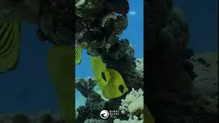 Masked Butterflyfish - Four Seasons House Reef - Sharm El Sheikh - Red Sea Marine Life - Egypt