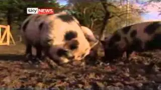 Micro-Pig Gets Big!