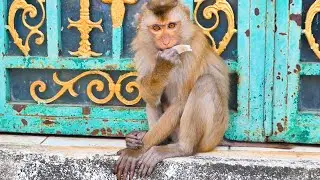 Cute monkey Lipa.
