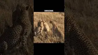 A group of leopard. #animals #animalshorts #wildlife