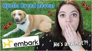 APOLLO BREED REVEAL | Embark Dog DNA Test & Review