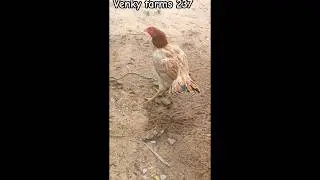 #venky #farms #funny #shorts