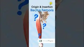 Rectus Femoris Anatomy #physicaltherapy #physicaltherapy #anatomy