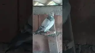 paloma mensajera l&iacute;nea 01 de matanzas Cuba #short #pigeons