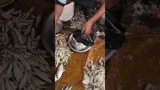 Fish pamplate 🐠🐟 #fish #fishing #amazing #shorts #viral #video