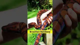 Barzilian Rainbow Boa Most Beautiful Snake in the World #shorts #short