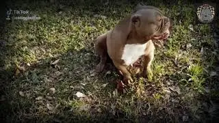 Swaggerville's Choco | ✅ Available | SwaggBullies.com