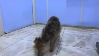 Otitis interna en un perro. Diagn&oacute;stico con TAC (TC, esc&aacute;ner) Hospital veterinario Taco