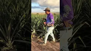 Pineapple plantation #pineapple #plants #agriculture #farm #countryside #saboresdaro
