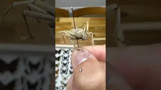 Top 5 Beetle Families