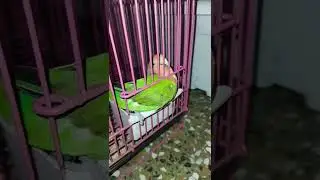 love Bird open cage door #shorts
