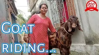 Goat riding video. ছাগলের পিঠে চড়ার ভিডিও।