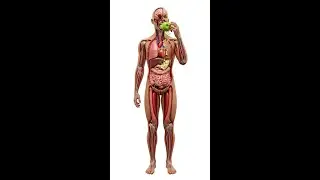 What Happens to Your Body When You Eat a Green Apple? #shortvideo #bodyboost #science #shortsfeed