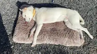今日のキナコ-20260119　　雑種犬（ミックス）　白犬　保護犬