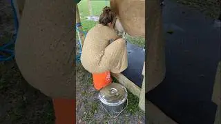 Hand milking our mini jersey dairy cow 🐄☺️
