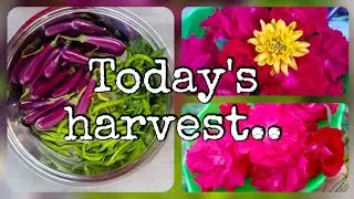Kalpana&rsquo;s garden - Today's harvest vankayalu, chillies, mulberry, roses .. 22/12/2020