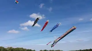 koinobori attached to a sled lifter kite