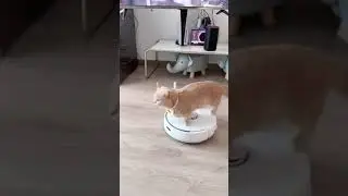 Cat enjoys its ride on robot vacuum cleaner, best cat comedy video of 2022 #shorts