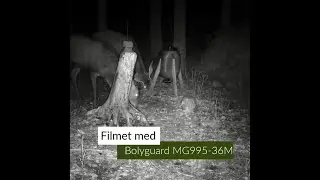 Foderplads filmet med Bolyguard MG984-36M