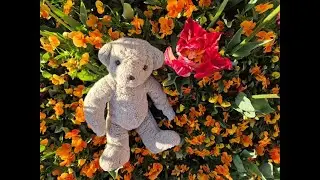 FLORIADE SPRING FLOWER FESTIVAL | CANBERRA, AUSTRALIA | 2025