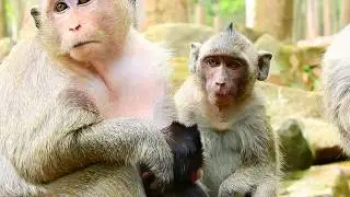This Poor adult orphan Jessie daily life, Just follow other mother, so pity!