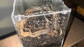 Dark Den Enclosure review