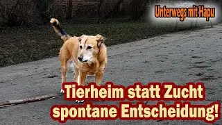 Meine Hundestroy: Urlaub mit Hund &ndash; Ein Mischling und seine Geschichte