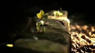 Army Of Ants
