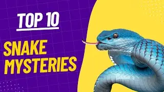 Animal kingdom- Top 10 mysterious snakes- Maybe you don't know