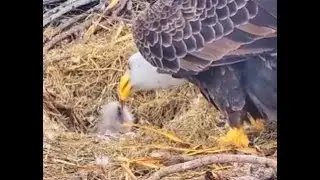 Wildlife Rescue of Dade County eagles FL 12 20 25 Congrats Ron & Rose 1st🐣 hatch
