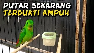 Burung serindit gacor - pancingan serindit agar bunyi - kicau mania .10