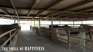 Horse Properties Arizona | It's A Lifestyle