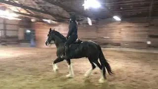 Shire gelding for sale
