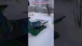 ПОДКОРМКА ПЧЁЛ ЗИМОЙ