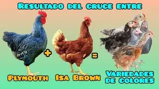 Resultado del cruce de un gallo Plymouth Rock Barrado con una gallina de alta postura Isa Brown.