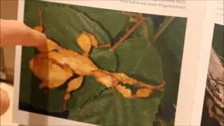Grundlagen der Phasmiden #001 Die richtige Art
