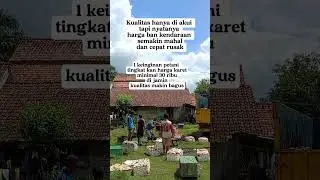 harga masih rendah #farmers #petanikaret #rubber