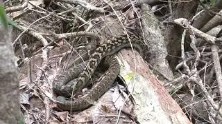 Australia&rsquo;s largest snake &ndash; an immature but formidable Australian Scrub Python.