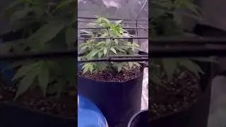 Green Bodhi hazy kush S1